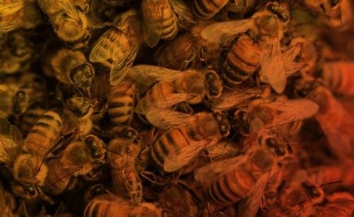 Compania DDD - Servicii Dezinsectie, Dezinfectie , Deratizare